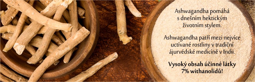 Ašvaganda - tradiční bylina ajurvédské medicíny v Indii.